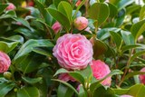 Camélia de jardin ECLOZ - ECLOZ en promo chez Jardiland Carcassonne à 19,99 €