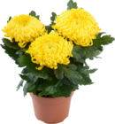 CHRYSANTHÈME GROSSES TÊTES - SANS MARQUE - Auchan Hypermarché à Chelles CHRYSANTHÈME GROSSES TÊTES - SANS MARQUE en promo chez Auchan Hypermarché Chelles à 5,49 €