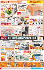 Orchidee im Norma Prospekt in Fürth Aktueller Norma Prospekt mit Orchidee, "Mehr fürs Geld", Seite 4