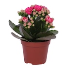 Plante d'intérieur - Carrefour à Tours Plante d'intérieur en promo chez Carrefour Tours à 1,49 €
