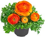 Ranunkel Angebote bei Penny Dülmen für 1,99 €