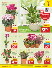 Ähnliche Angebote wie Zitronenbaum im Prospekt "Aktuelle Angebote" auf Seite 13 von Netto Marken-Discount in Haltern am See