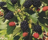 Promo Mûrier sans épines Rubus Triple Crown à 15,49 € dans le catalogue Ma Jardinerie à Épinal