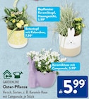 Bepflanzter Keramiktopf, Hasengesicht von Gardenline im aktuellen ALDI SÜD Prospekt für 5,99 €