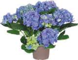 HORTENSIA - GARDENLINE - Aldi à Quimper HORTENSIA - GARDENLINE en promo chez Aldi Quimper à 8,49 €