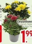Chrysantheme im EDEKA Prospekt Chrysantheme im aktuellen EDEKA Prospekt für 1,99 €