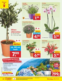 Orchidee im Netto Marken-Discount Prospekt "Aktuelle Angebote" mit 64 Seiten (Bielefeld)