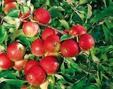 Obstbäume im aktuellen Hagebaumarkt Prospekt