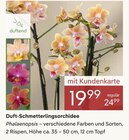 Aktuelles Duft-Schmetterlingsorchidee Angebot bei Pflanzen Kölle in München ab 19,99 €
