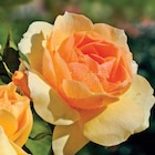 Botanic Épinal - Promo Rosier Mythique . Le pot de 3 litres Promo Rosier Mythique . Le pot de 3 litres à 14,99 € dans le catalogue Botanic à Épinal