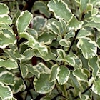 Pittosporum tenuifolium argyrophyllum variegatum en pot de 7,5 L - BOTANIC® à 35,99 € dans le catalogue Botanic