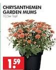Aktuelle Chrysantheme Angebote bei Wreesmann in Dresden Aktuelles Chrysanthemen Angebot bei Wreesmann in Dresden ab 1,59 €