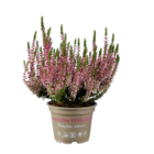 Calluna vulgaris Garden Girl bruyère multicolore dans le catalogue Lidl