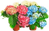 Aktuelle Hortensie Angebote bei REWE in Darmstadt Aktuelles Hortensie Angebot bei REWE in Darmstadt ab 5,55 âŹ