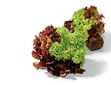 Salat mit Wurzelballen im Angebot bei Netto Marken-Discount in Oldenburg Salat mit Wurzelballen Angebote bei Netto Marken-Discount Oldenburg für 1,29 €
