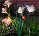 Solarstecker Schmetterling bei Penny im Mindelheim Prospekt für 4,99 €