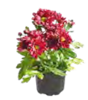 CHRYSANTHEME 1-TRIEBER Angebote bei OBI Hildesheim für 1,29 €