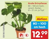 Große Grünpflanze im Netto Marken-Discount Prospekt Große Grünpflanze von im aktuellen Netto Marken-Discount Prospekt für 12,99 €