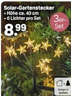 Solar-Gartenstecker von  im aktuellen Rossmann Prospekt für 8,99 €