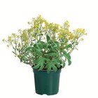 Polsterstaude Angebote bei Lidl Salzgitter für 1,29 €