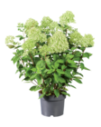 Aktuelle Hortensie Angebote bei Lidl in Bremen Aktuelles Hochwertige Rispenhortensie Angebot bei Lidl in Bremen ab 7,99 âŹ