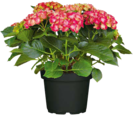 Hagebaumarkt Neubrandenburg - Hortensie Angebot im Prospekt Hortensie bei Hagebaumarkt im Neubrandenburg Prospekt für 12,99 €