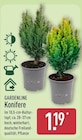 Konifere von GARDENLINE im aktuellen ALDI Nord Prospekt