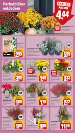 Kanne Angebot & Preis im aktuellen REWE Prospekt Kanne Angebot im aktuellen REWE Prospekt auf Seite 7