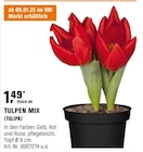 TULPEN MIX Angebote bei OBI Hoyerswerda für 1,49 €