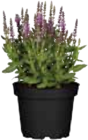 Aktuelle Blumen Angebote bei EDEKA in München Aktuelles Ziersalbei oder Edelweiß oder Enzian Angebot bei EDEKA in München ab 3,99 €