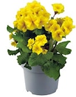 Frühlingsblüher  Stielprimel 'Stella Golden Yellow', bei Hagebaumarkt im Wiesbaden Prospekt für 4,99 €