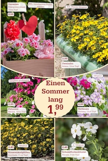 Pflanzen im Garten-Center Nordharz GmbH & Co. KG Prospekt "SUMMER TIME!" mit 16 Seiten (Hannover)