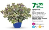 Jardineries du terroir Saint-Julien-en-Genevois - Promo Véronique Promo Véronique à 7,99 € dans le catalogue Jardineries du terroir à Saint-Julien-en-Genevois