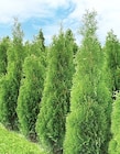 Thuja Brabant im Angebot bei Thomas Philipps in Chemnitz Thuja Brabant Angebote bei Thomas Philipps Chemnitz für 4,44 €