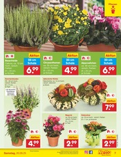 Aktueller Netto Marken-Discount Prospekt mit Kürbis, "Aktuelle Angebote", Seite 7