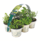 toom Baumarkt Schorndorf - Kräuter-Mix Angebot im Prospekt Kräuter-Mix bei toom Baumarkt im Schorndorf Prospekt für 12,99 €