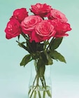 großköpfige Hochland Rosen im aktuellen Netto Marken-Discount Prospekt