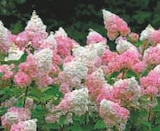 Promo Hydrangea Paniculata à 14,99 € dans le catalogue Hyper U à La Roche-sur-Yon