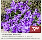 Glockenblume »Deep Purple« im aktuellen Pflanzen Kölle Prospekt für 3,99 €