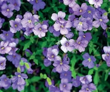 Promo Vivaces primeurs à 3,95 € dans le catalogue LaMaison.fr à La Ferté-Bernard