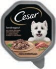 Hundenahrung von Caesar im aktuellen tegut Prospekt