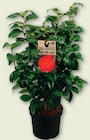 Camélia Pot 12 cm dans le catalogue Netto