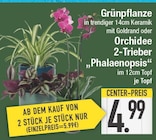 Grünpflanze oder Orchidee 2-Trieber Phalaenopsis von  im aktuellen EDEKA Prospekt für 5,99 €