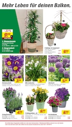 Blumentopf Angebot & Preis im aktuellen toom Baumarkt Prospekt Blumentopf Angebot im aktuellen toom Baumarkt Prospekt auf Seite 4