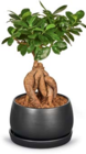 Bonsai für 9,99 € bei Netto Marken-Discount im Angebot Bonsai im aktuellen Netto Marken-Discount Prospekt