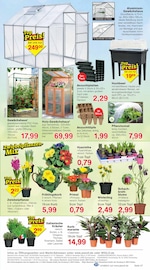 Gewächshaus im Jawoll Prospekt in Niederkassel Aktueller Jawoll Prospekt mit Gewächshaus, "Sonderposten-Märkte", Seite 11