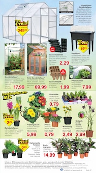 Tulpen im Jawoll Prospekt "Sonderposten-Märkte" mit 12 Seiten (Mannheim)