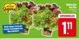 Salat im EDEKA Prospekt Ballensalat Trio-Mix im aktuellen EDEKA Prospekt für 1,11 €