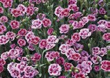 Duft-Nelken (Dianthus 'Pink Kisses') im aktuellen Globus-Baumarkt Prospekt
