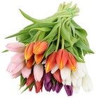 REWE Werl - Tulpen Angebot im Prospekt Tulpen bei REWE im Werl Prospekt für 5,18 €